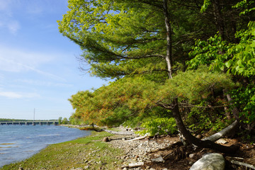Pine Tree on rocky beach leading to a Bridge and Power lines