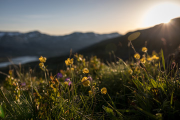 Hardangervidda, evening grass, midnight sun © Adam