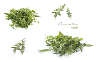 Collection of rucola on white
