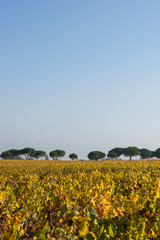 Vineyard in Medoc near Bordeaux