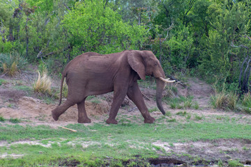 Large Elephant walking