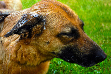 Dog cooling off with hose water on a blurred background of green grass outdoors. Breed German Shepherd. Domestic pet. Hygiene, care of animals in the hot weather or heatwave