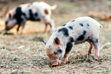 Ferkel auf dem Bauernhof