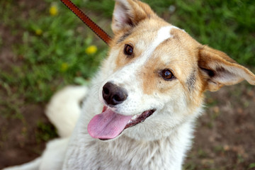 Fototapeta premium Smiling dog sit outdoors in the grass
