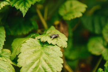 Image of a flies (Diptera) on green leaves. Insect. Animal