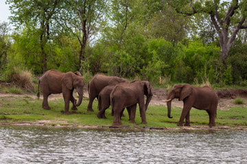 Fototapeta na wymiar Five Elephants by the river 