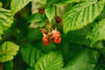 Raspberry. Raspberries. Growing Organic Berries closeup