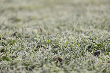 Winterliche Wiese mit Rauhreif
