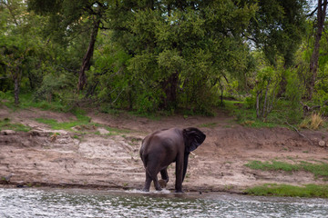 Fototapeta premium An Elephant walking out of the river