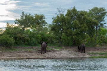 Two Elephant walking