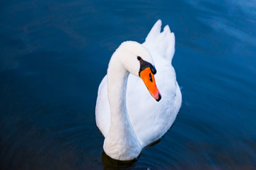 White Swan