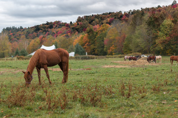 Fototapeta na wymiar Fall Colors of Vermont