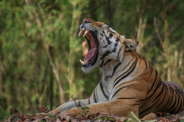 Fototapeta na wymiar The Royal Bengal Tiger