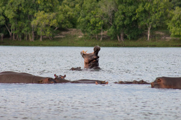 Hippo with in water