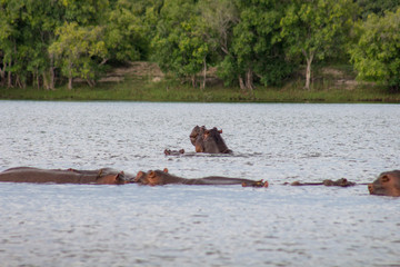 Hippo with in water