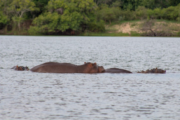 Fototapeta premium Hippo with in water