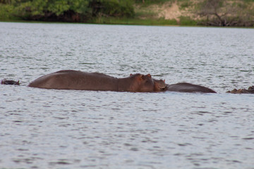 Hippo with in water