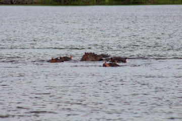 Fototapeta premium Hippo with in water