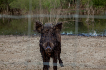 Wild boar in a cage behind a lattice. A wild pig in the forest. Animals in a national park, in a zoo