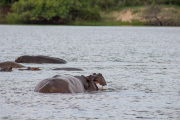 Fototapeta premium Hippo with in water