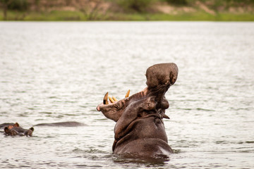 Hippo with in water
