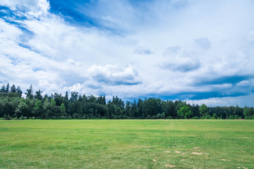 The juicy green field with a short-haired well-groomed lawn in summer day. On a background the wood...