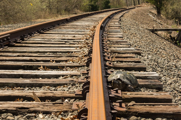 Naklejka premium A Snapping Turtle desperately trying to cross train tracks to nest on the other side.