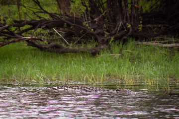 Crocodile in water