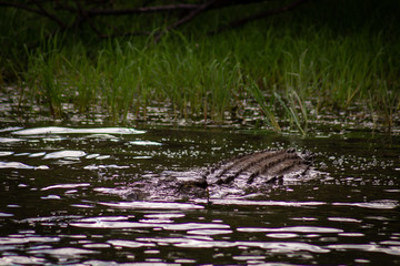 Crocodile in water