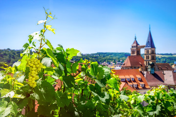 Weinanbau in Esslingen am Neckar