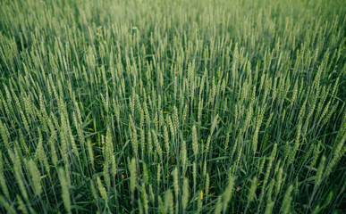 field with green crops landscape summer