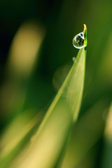 Morning Dew Drop