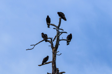 Five Turkey Vultures perched at the top of a dead tree in Payson, Arizona. Clear blue sky is in the background.