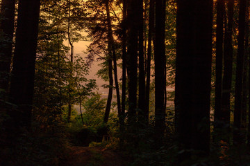 Summer Sunset in the Forest