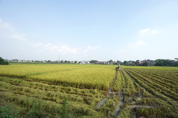 Fototapeta na wymiar Scenes of Chinese farmers harvesting rice