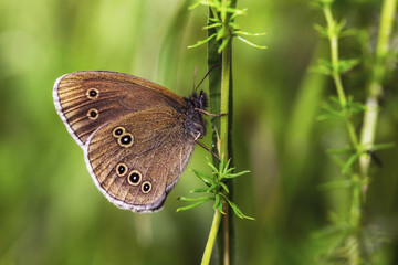 Wild Butterfly Macro in Summer Germany