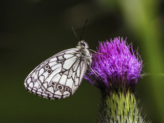 Wild Butterfly Macro in Summer Germany