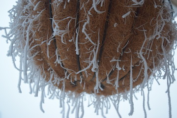 Hanging basket with hoar frost