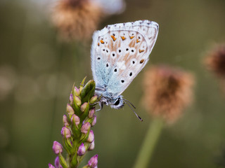 Wild Butterfly Macro in Summer Germany