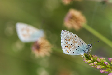Wild Butterfly Macro in Summer Germany