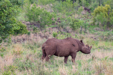 Rhino