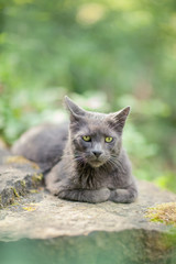Naklejka na ściany i meble cute adult grey cat with beautiful green eyes lying on a rock, outdoors in green environment, relaxing