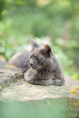 cute adult grey cat with beautiful green eyes lying on a rock, outdoors in green environment, relaxing