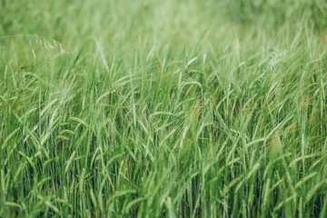 field with green crops landscape summer
