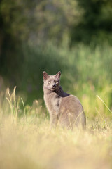cute adult grey cat with beautiful green eyes sitting in a green meadow, outdoors in green environment, relaxing