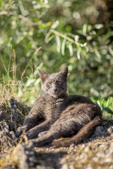 cute adult grey cat with beautiful green eyes lying on a rock, outdoors in green environment, relaxing, purring 