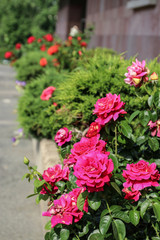Fototapeta na wymiar Rose bushes in the city flower beds