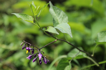 Inflorescence of nightshade sweet and bitter