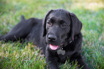 Duke