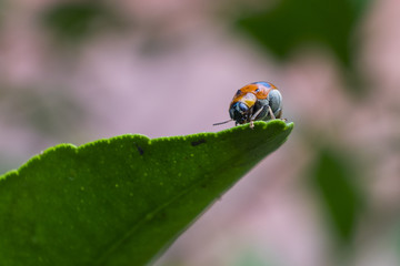 Image of ladybug on the green leaf with blur background.